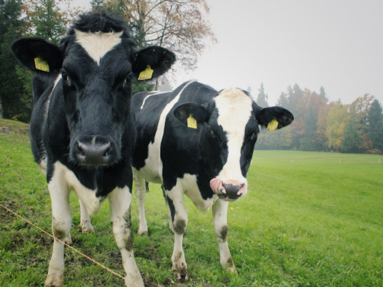 Open dagen rondom kavelruil bij Sekuer Notarissen